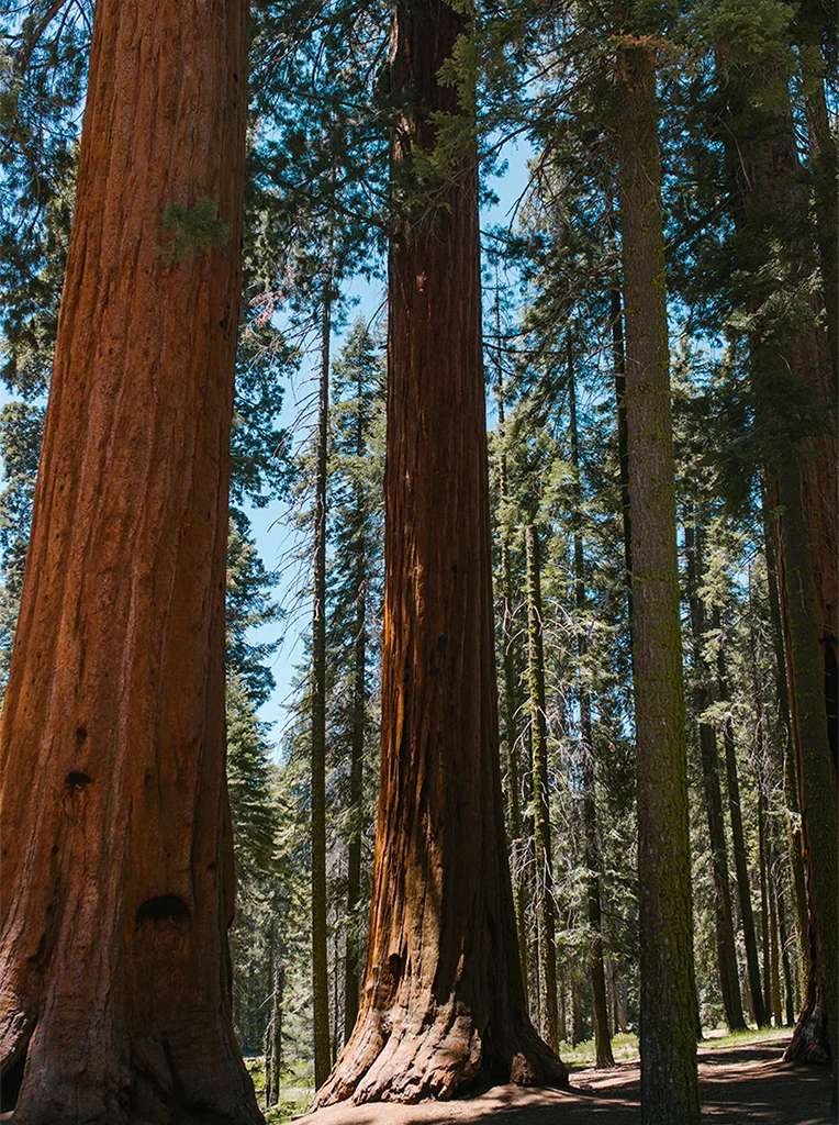 Visiterai Sequoia NP nel camp negli USA